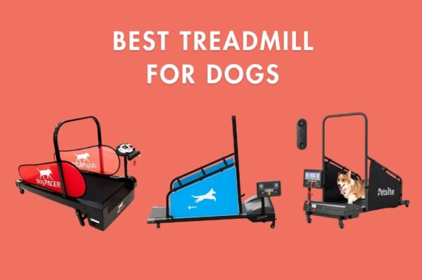 Best Dog Treadmills