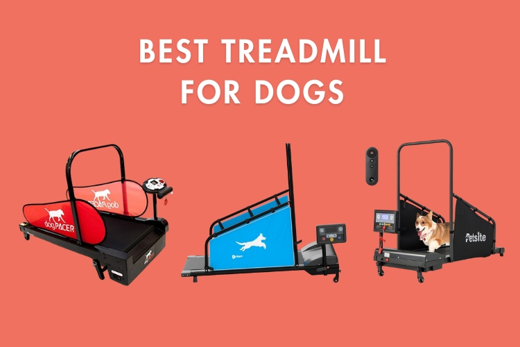 best dog treadmills for 2025